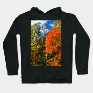 Magnificent Colors Hoodie